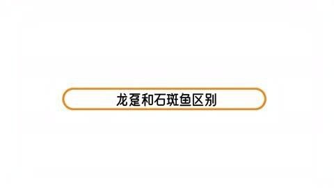 如何區(qū)分龍躉魚和普通石斑魚？【世界上最大的石斑魚，570斤巨型龍躉石斑】