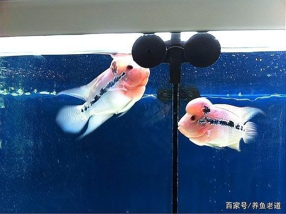 龍魚20cm長到35要多久【魚從20cm到35cm所需要6-15個月不等12】