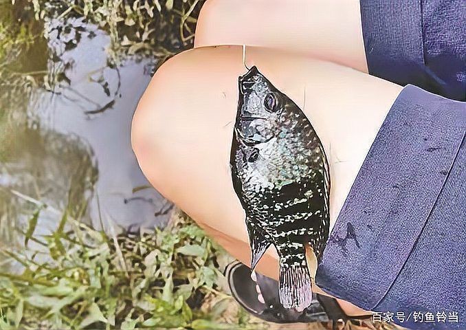 花老虎魚成年后有多大【如何判斷花老虎魚是否成年】