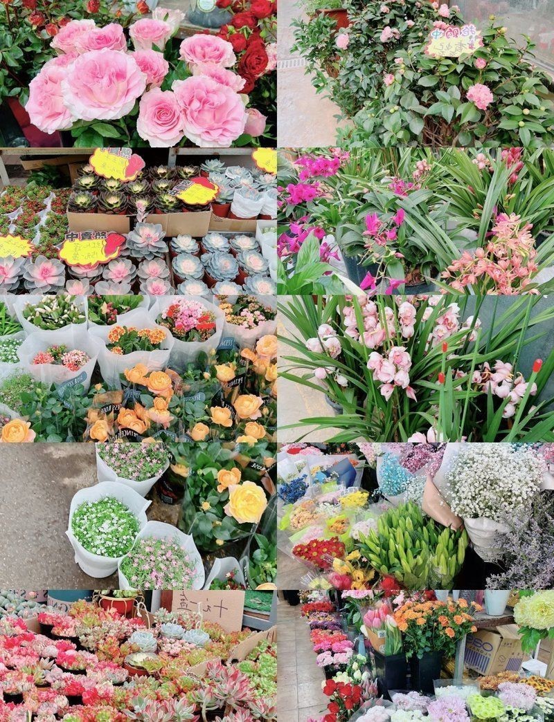 花鳥魚蟲寵物【它嬌小可愛的體態6,樂趣的多元世界】