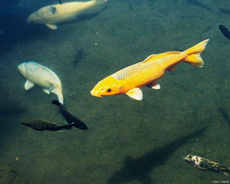 花鳥魚蟲寵物【它嬌小可愛的體態6,樂趣的多元世界】