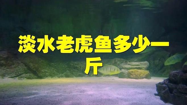 老虎魚價格多少一斤【老虎魚價格漫卷卷書蟲驛站野生老虎魚多少一斤正常星河漫步】
