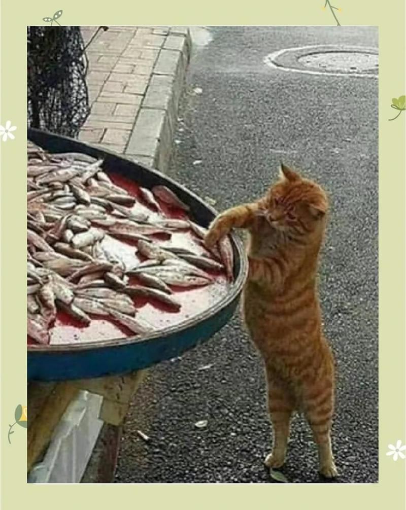 金魚貓可以吃嗎【關于金魚的一些建議】