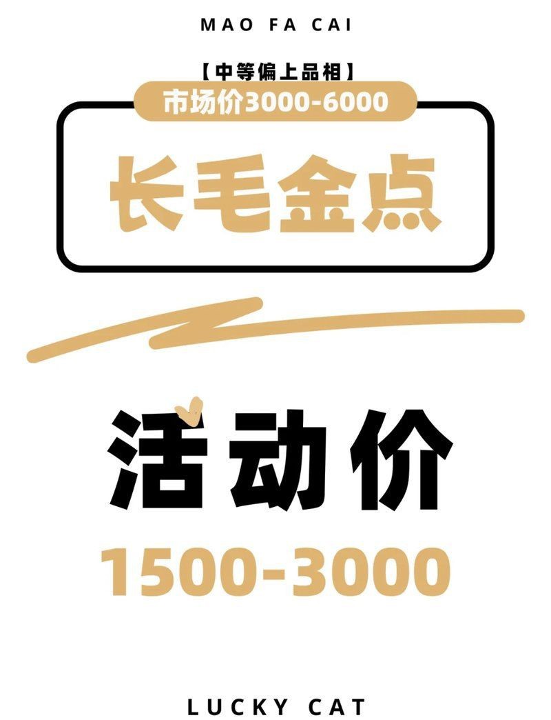 金色的小貓是什么品種【金吉拉波斯貓金吉拉波斯貓咪的金色貓咪品種特征】