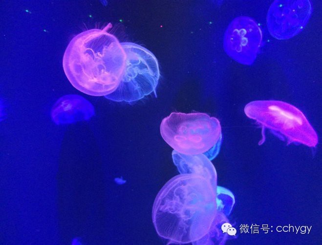 長春水族店【長春水族店哪個口碑最好】 長春水族店【長春水族店哪個口碑最好】 全國水族館企業名錄 第1張