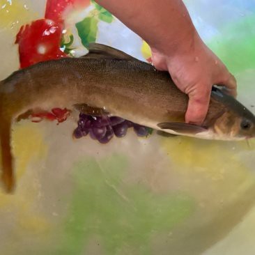 肺魚在我們中國賣多少錢【肺魚在中國價格從幾十元至數十萬元至數十萬元不等】