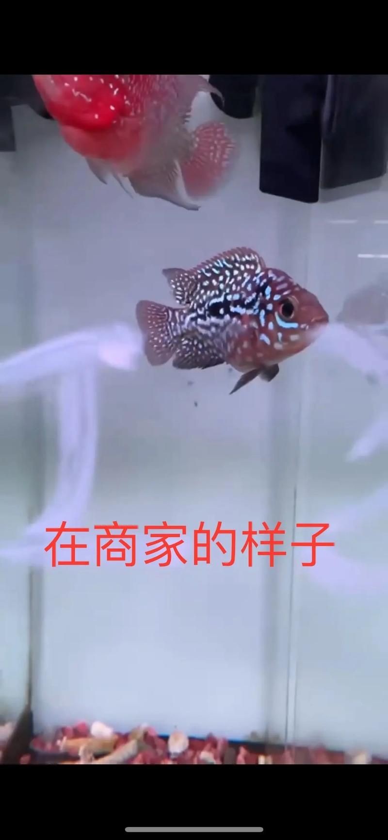 羅漢魚魚苗圖片【《羅漢魚魚苗圖片：探尋奇妙小魚的初始模樣》】 羅漢魚魚苗圖片【《羅漢魚魚苗圖片：探尋奇妙小魚的初始模樣》】 龍魚百科 第3張