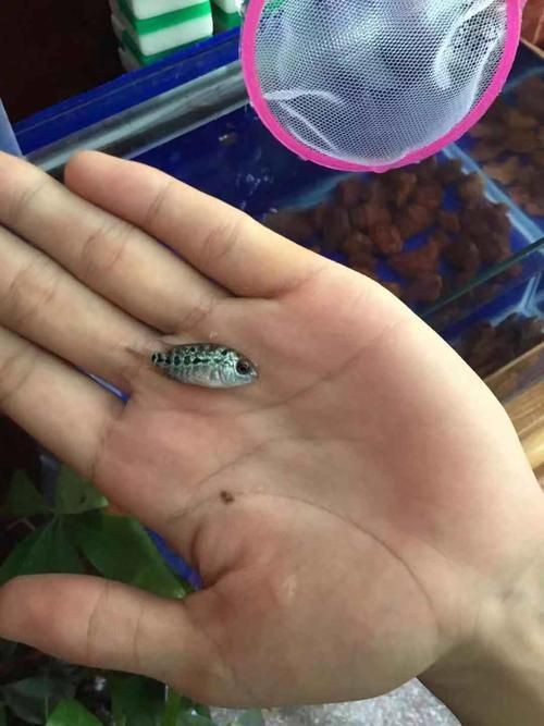 羅漢魚魚苗圖片【《羅漢魚魚苗圖片：探尋奇妙小魚的初始模樣》】 羅漢魚魚苗圖片【《羅漢魚魚苗圖片：探尋奇妙小魚的初始模樣》】 龍魚百科 第2張