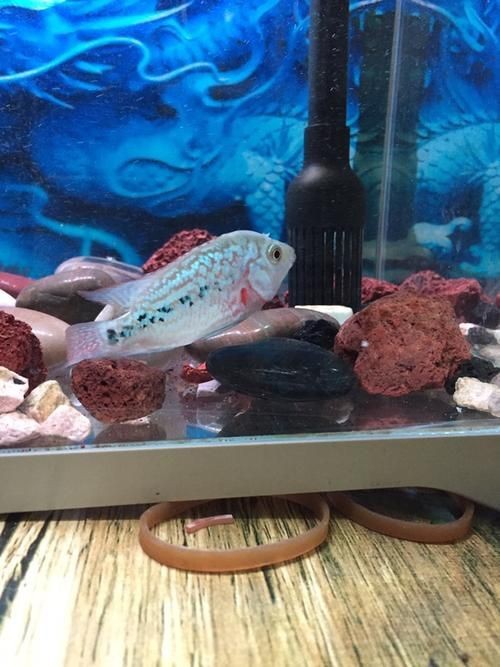 羅漢魚魚苗圖片【《羅漢魚魚苗圖片：探尋奇妙小魚的初始模樣》】 羅漢魚魚苗圖片【《羅漢魚魚苗圖片：探尋奇妙小魚的初始模樣》】 龍魚百科 第7張