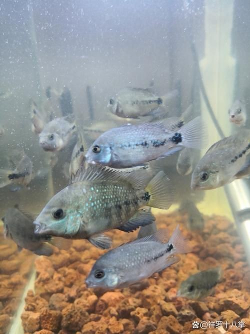 羅漢魚魚苗圖片【《羅漢魚魚苗圖片：探尋奇妙小魚的初始模樣》】 羅漢魚魚苗圖片【《羅漢魚魚苗圖片：探尋奇妙小魚的初始模樣》】 龍魚百科 第6張