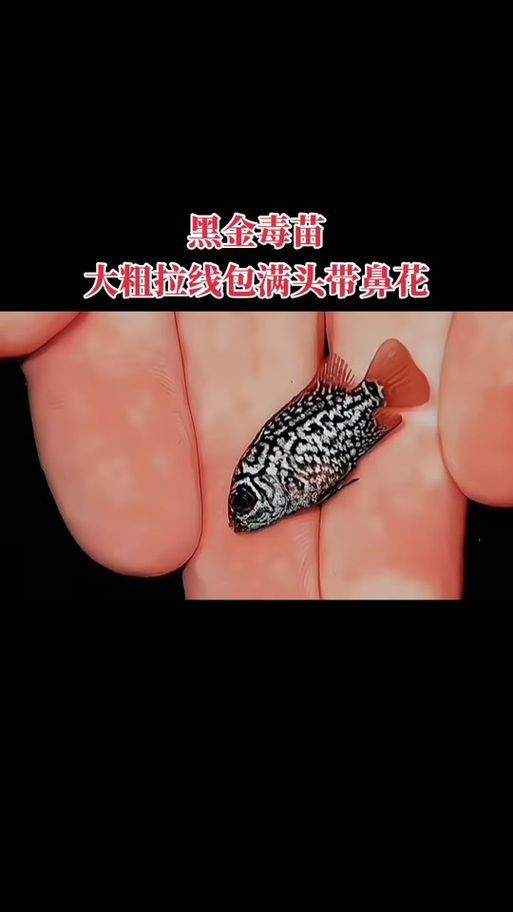 羅漢魚魚苗圖片【《羅漢魚魚苗圖片：探尋奇妙小魚的初始模樣》】 羅漢魚魚苗圖片【《羅漢魚魚苗圖片：探尋奇妙小魚的初始模樣》】 龍魚百科 第5張