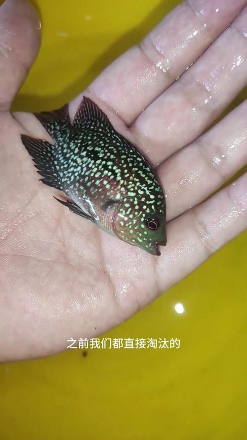 羅漢魚魚苗圖片【《羅漢魚魚苗圖片：探尋奇妙小魚的初始模樣》】 羅漢魚魚苗圖片【《羅漢魚魚苗圖片：探尋奇妙小魚的初始模樣》】 龍魚百科 第11張