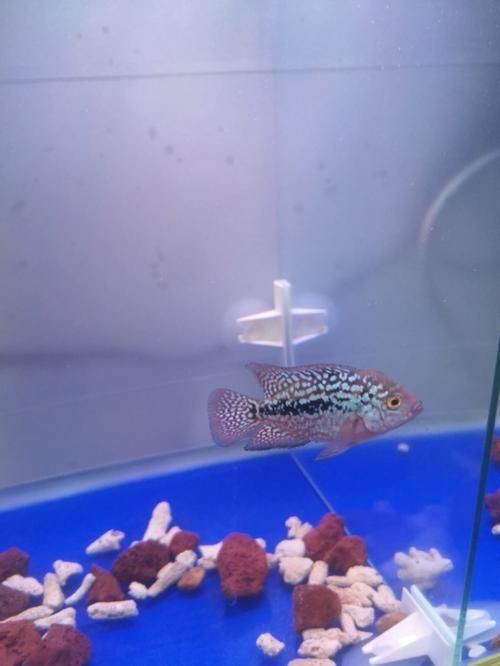 羅漢魚魚苗圖片【《羅漢魚魚苗圖片：探尋奇妙小魚的初始模樣》】 羅漢魚魚苗圖片【《羅漢魚魚苗圖片：探尋奇妙小魚的初始模樣》】 龍魚百科 第13張