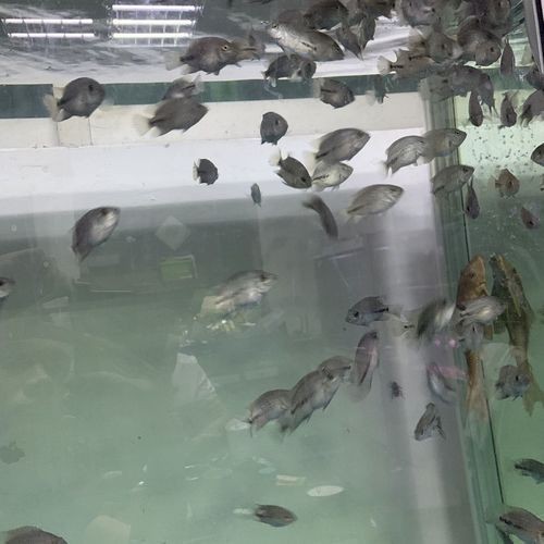 羅漢魚魚苗圖片【《羅漢魚魚苗圖片：探尋奇妙小魚的初始模樣》】 羅漢魚魚苗圖片【《羅漢魚魚苗圖片：探尋奇妙小魚的初始模樣》】 龍魚百科 第10張