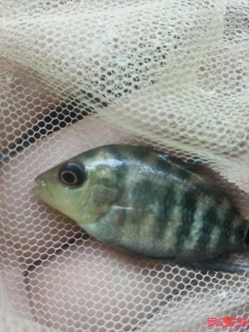 羅漢魚魚苗圖片【《羅漢魚魚苗圖片：探尋奇妙小魚的初始模樣》】 羅漢魚魚苗圖片【《羅漢魚魚苗圖片：探尋奇妙小魚的初始模樣》】 龍魚百科 第12張