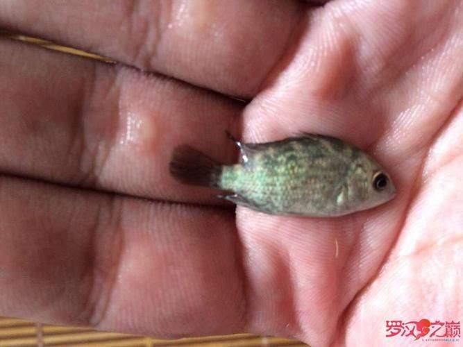 羅漢魚魚苗圖片【《羅漢魚魚苗圖片：探尋奇妙小魚的初始模樣》】 羅漢魚魚苗圖片【《羅漢魚魚苗圖片：探尋奇妙小魚的初始模樣》】 龍魚百科 第8張