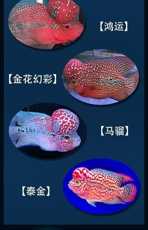 羅漢魚魚苗圖片【《羅漢魚魚苗圖片：探尋奇妙小魚的初始模樣》】 羅漢魚魚苗圖片【《羅漢魚魚苗圖片：探尋奇妙小魚的初始模樣》】 龍魚百科 第18張
