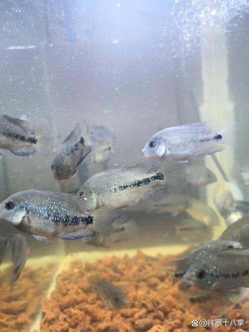 羅漢魚魚苗圖片【《羅漢魚魚苗圖片：探尋奇妙小魚的初始模樣》】 羅漢魚魚苗圖片【《羅漢魚魚苗圖片：探尋奇妙小魚的初始模樣》】 龍魚百科 第15張