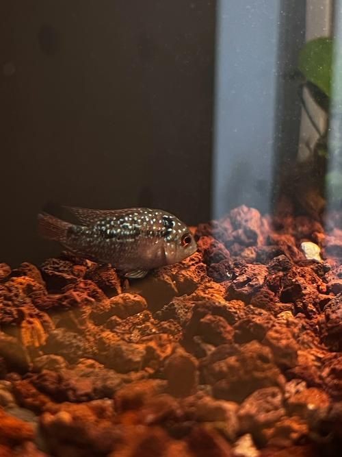 羅漢魚魚苗圖片【《羅漢魚魚苗圖片：探尋奇妙小魚的初始模樣》】 羅漢魚魚苗圖片【《羅漢魚魚苗圖片：探尋奇妙小魚的初始模樣》】 龍魚百科 第17張