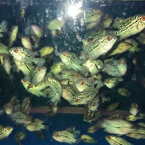 羅漢魚魚苗圖片【《羅漢魚魚苗圖片：探尋奇妙小魚的初始模樣》】 羅漢魚魚苗圖片【《羅漢魚魚苗圖片：探尋奇妙小魚的初始模樣》】 龍魚百科 第14張