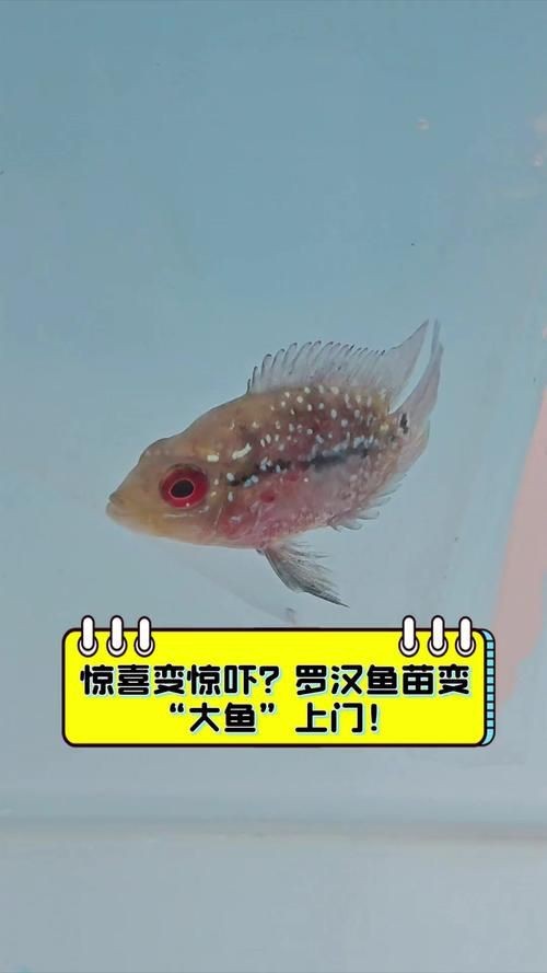 羅漢魚魚苗圖片【《羅漢魚魚苗圖片：探尋奇妙小魚的初始模樣》】 羅漢魚魚苗圖片【《羅漢魚魚苗圖片：探尋奇妙小魚的初始模樣》】 龍魚百科 第20張