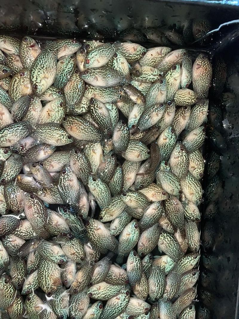 羅漢魚魚苗圖片【《羅漢魚魚苗圖片：探尋奇妙小魚的初始模樣》】 羅漢魚魚苗圖片【《羅漢魚魚苗圖片：探尋奇妙小魚的初始模樣》】 龍魚百科 第25張