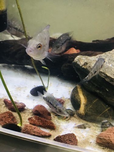 羅漢魚魚苗圖片【《羅漢魚魚苗圖片：探尋奇妙小魚的初始模樣》】 羅漢魚魚苗圖片【《羅漢魚魚苗圖片：探尋奇妙小魚的初始模樣》】 龍魚百科 第22張