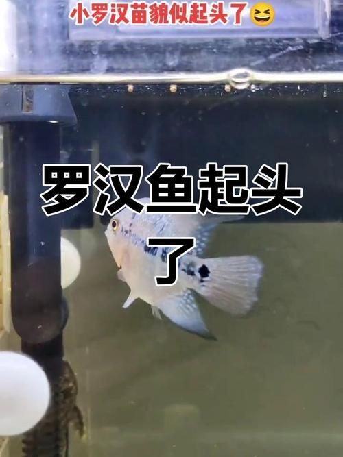 羅漢魚魚苗圖片【《羅漢魚魚苗圖片：探尋奇妙小魚的初始模樣》】 羅漢魚魚苗圖片【《羅漢魚魚苗圖片：探尋奇妙小魚的初始模樣》】 龍魚百科 第21張