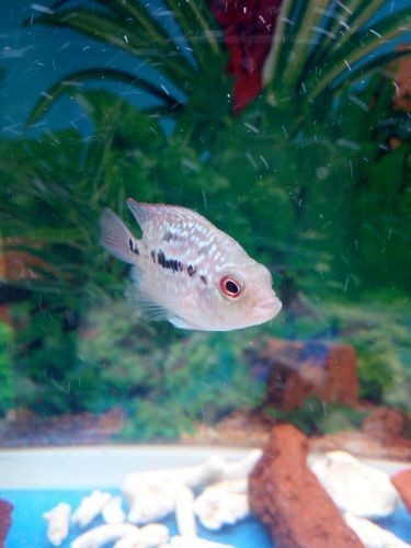 羅漢魚魚苗圖片【《羅漢魚魚苗圖片：探尋奇妙小魚的初始模樣》】 羅漢魚魚苗圖片【《羅漢魚魚苗圖片：探尋奇妙小魚的初始模樣》】 龍魚百科 第27張