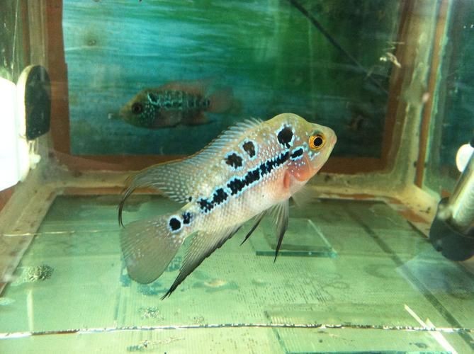 羅漢魚魚苗圖片【《羅漢魚魚苗圖片：探尋奇妙小魚的初始模樣》】 羅漢魚魚苗圖片【《羅漢魚魚苗圖片：探尋奇妙小魚的初始模樣》】 龍魚百科 第26張