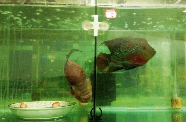 羅漢魚魚苗圖片【《羅漢魚魚苗圖片：探尋奇妙小魚的初始模樣》】 羅漢魚魚苗圖片【《羅漢魚魚苗圖片：探尋奇妙小魚的初始模樣》】 龍魚百科 第31張