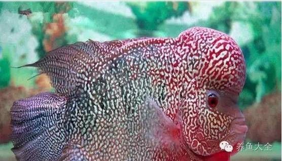 羅漢魚魚苗圖片【《羅漢魚魚苗圖片：探尋奇妙小魚的初始模樣》】 羅漢魚魚苗圖片【《羅漢魚魚苗圖片：探尋奇妙小魚的初始模樣》】 龍魚百科 第30張
