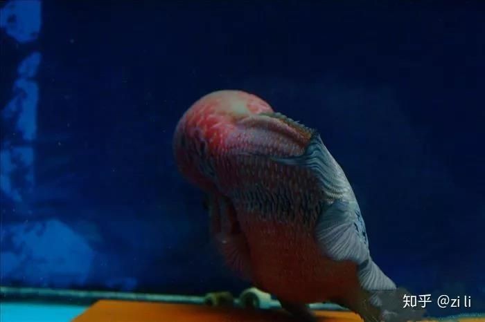 羅漢魚魚苗圖片【《羅漢魚魚苗圖片：探尋奇妙小魚的初始模樣》】 羅漢魚魚苗圖片【《羅漢魚魚苗圖片：探尋奇妙小魚的初始模樣》】 龍魚百科 第32張