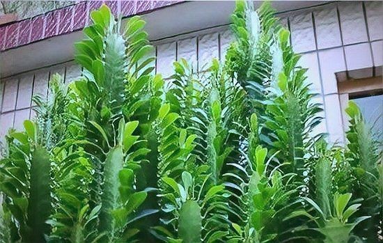 開門正對一盆綠植好嗎【“開門見6物,財神家里住”，看看這3物你家有沒有安排上家居大隊長】