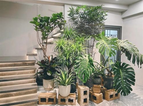 開門正對一盆綠植好嗎【“開門見6物,財神家里住”，看看這3物你家有沒有安排上家居大隊長】