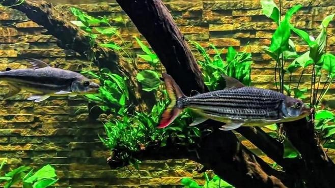 買魚缸有什么需要注意的【養(yǎng)魚不踩坑:從選缸到擺缸全攻略】