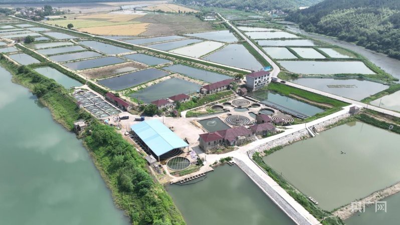 池州龍魚店【南信水族龍魚貿易池州龍魚貿易池州龍魚市場在哪里有龍魚養(yǎng)殖基地】