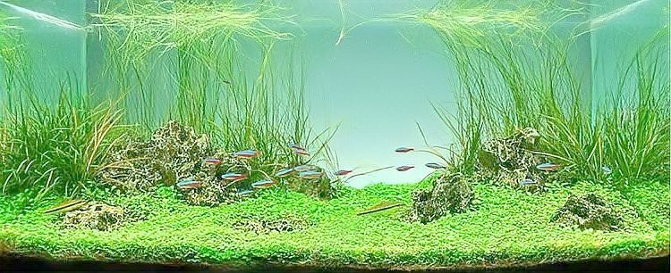 黑水水族店【黑水水族店的價格范圍】