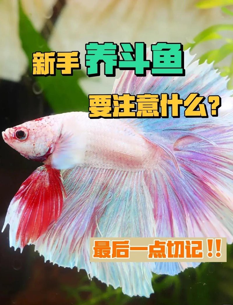 斗魚最忌三個(gè)顏色【斗魚飼養(yǎng)中的三大色彩禁忌】