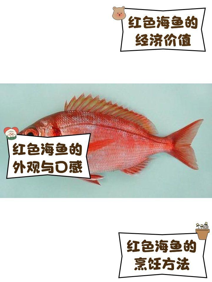 紅色魚十大排名【十大紅色名貴魚種排行榜，錦鯉的十大品種排行榜，你養了嗎】