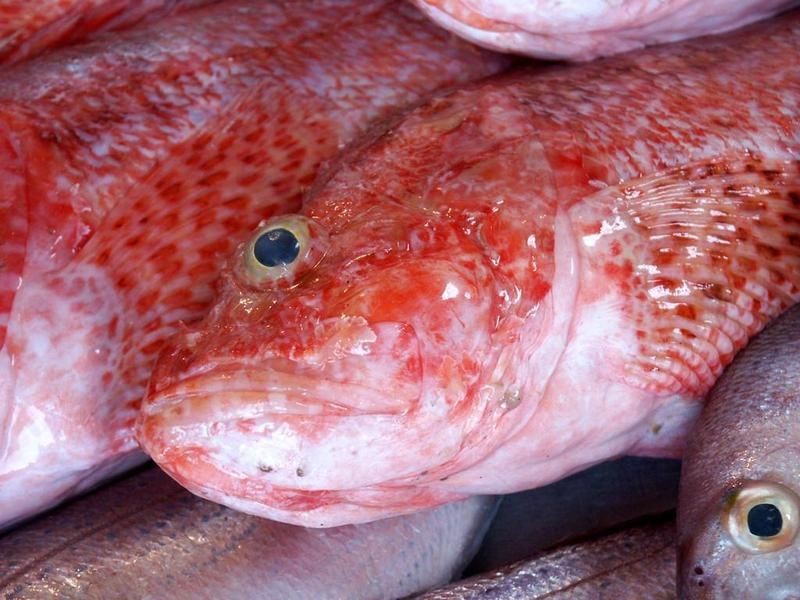 紅色魚十大排名【十大紅色名貴魚種排行榜，錦鯉的十大品種排行榜，你養(yǎng)了嗎】