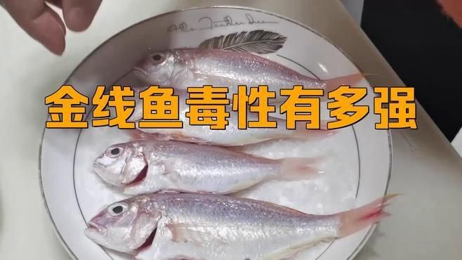 金線魚為何要盡量少吃【關于金線魚的食用限制】 金線魚為何要盡量少吃【關于金線魚的食用限制】 龍魚百科 第7張