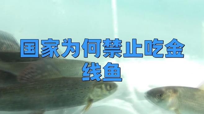 金線魚為何要盡量少吃【關于金線魚的食用限制】 金線魚為何要盡量少吃【關于金線魚的食用限制】 龍魚百科 第5張