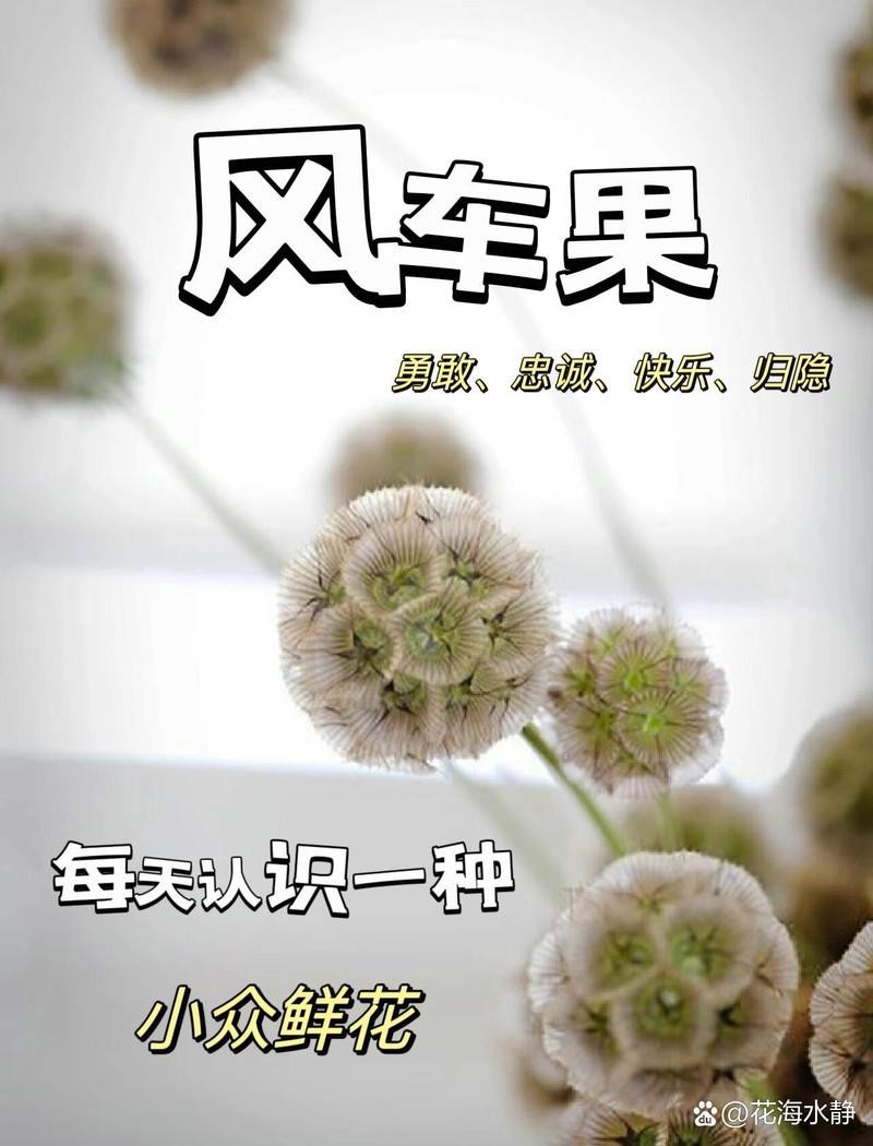 風車果花語【《風車果的祈愿13》】 風車果花語【《風車果的祈愿13》】 龍魚論壇 第5張