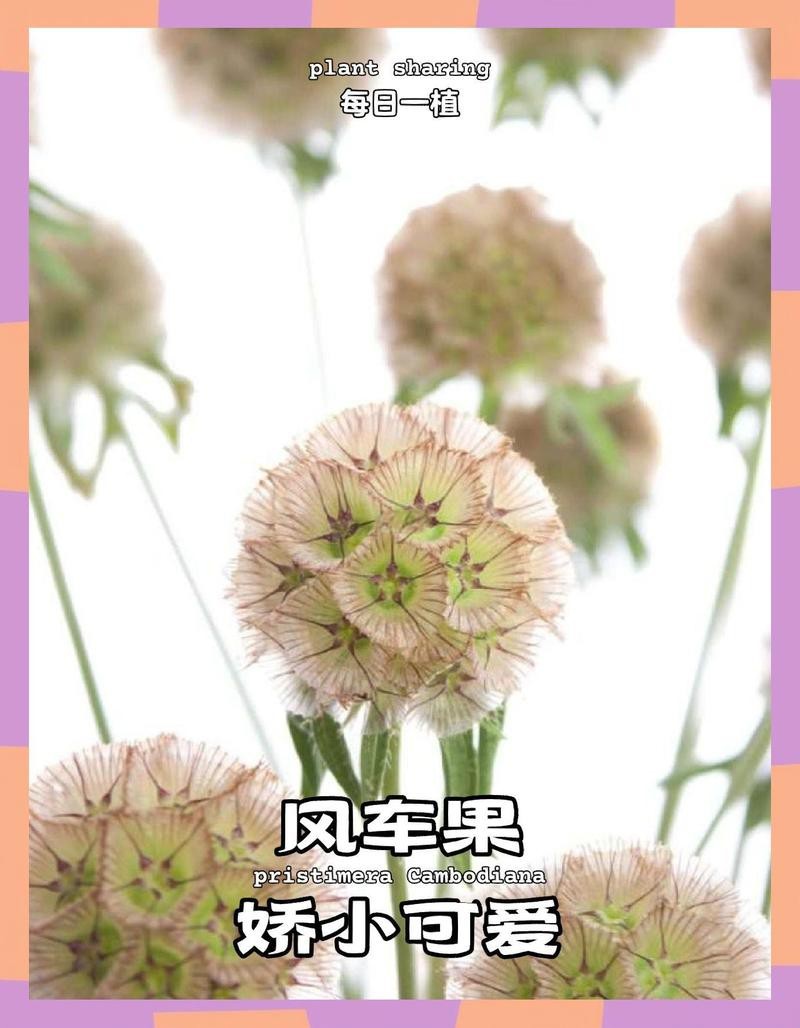 風車果花語【《風車果的祈愿13》】 風車果花語【《風車果的祈愿13》】 龍魚論壇 第2張