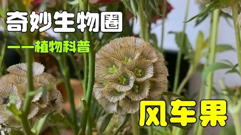 風車果花語【《風車果的祈愿13》】 風車果花語【《風車果的祈愿13》】 龍魚論壇 第10張