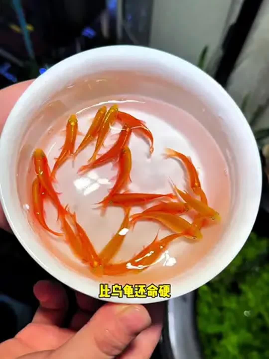 金元寶魚的優點和缺點【新手養魚為啥偏愛金元寶魚繁殖技巧大揭秘！】