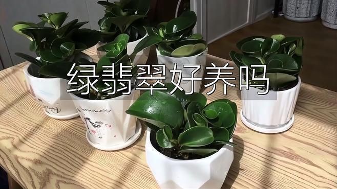 綠翡翠的養殖方法和注意事項【綠翡翠養殖方法和注意事項】 綠翡翠的養殖方法和注意事項【綠翡翠養殖方法和注意事項】 龍魚百科 第3張