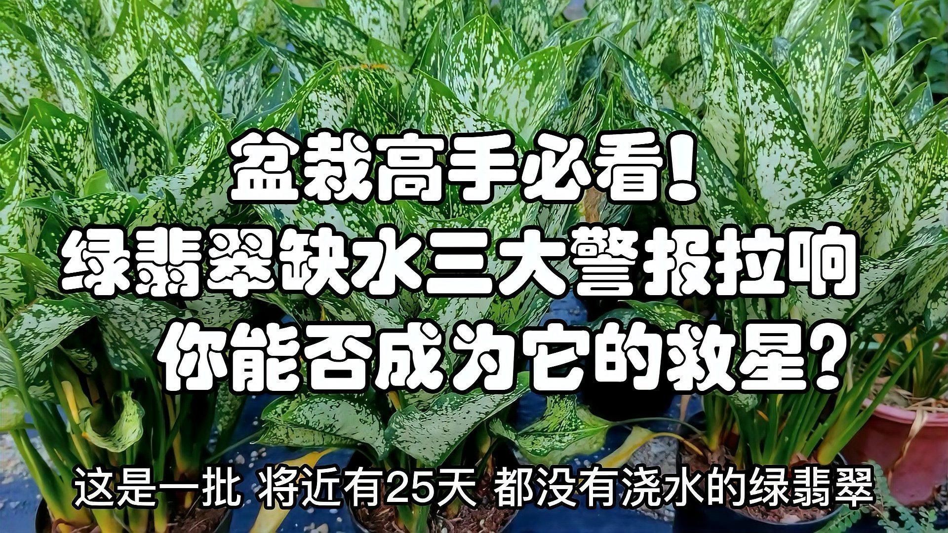 綠翡翠的養殖方法和注意事項【綠翡翠養殖方法和注意事項】 綠翡翠的養殖方法和注意事項【綠翡翠養殖方法和注意事項】 龍魚百科 第5張