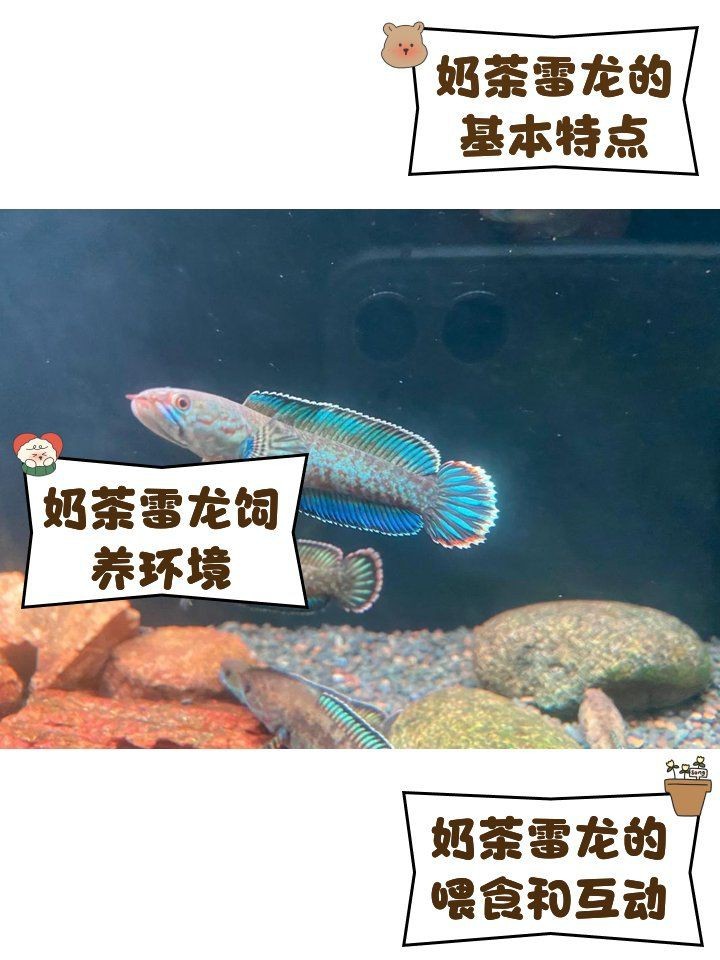 奶茶雷龍可以冷水養(yǎng)嗎【奶茶雷龍能否用冷水養(yǎng)】